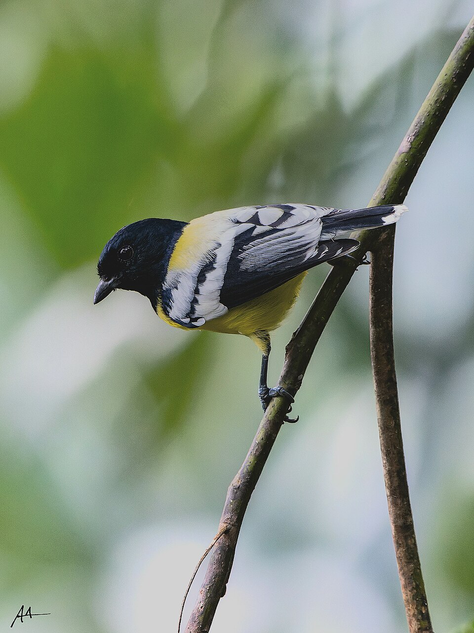 Palawan Tit