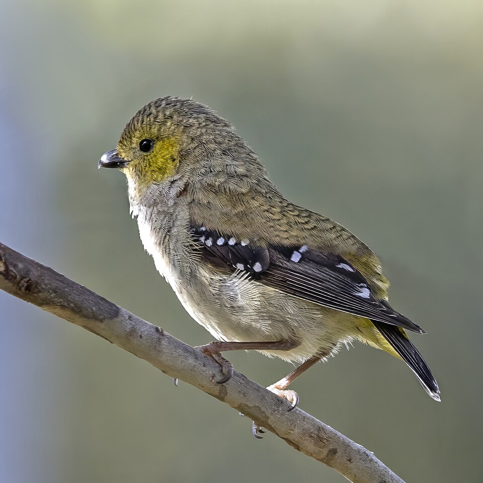 Forty-spotted Pardalote