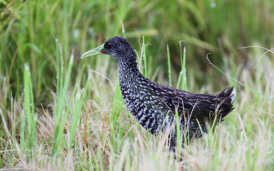 Spotted Rail