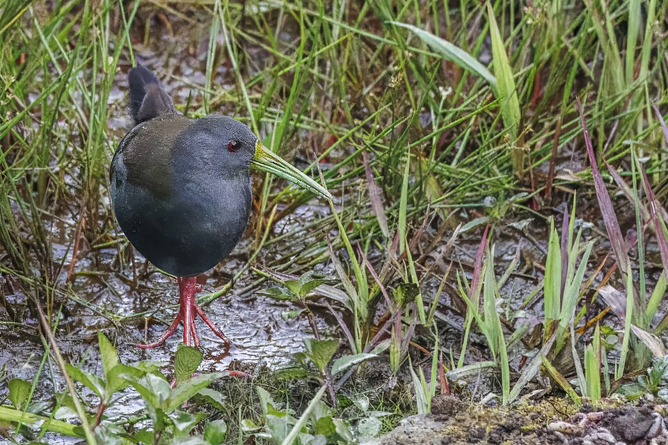 Blackish Rail