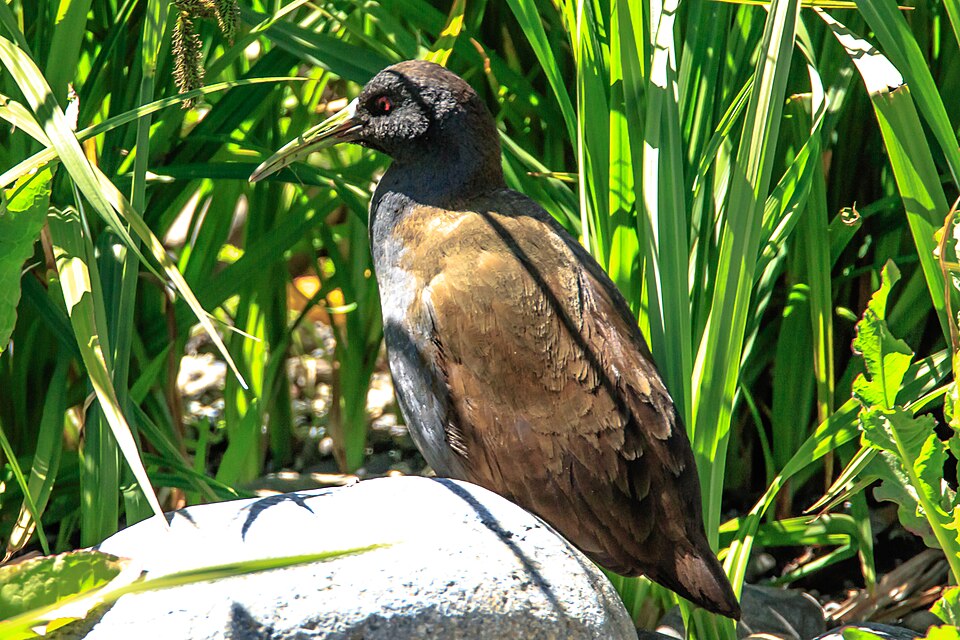 Plumbeous Rail