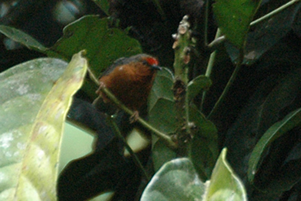 Jameson's Antpecker