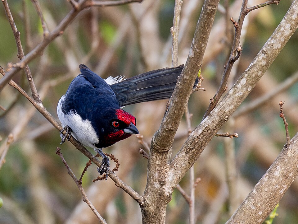 Crimson-fronted Cardinal