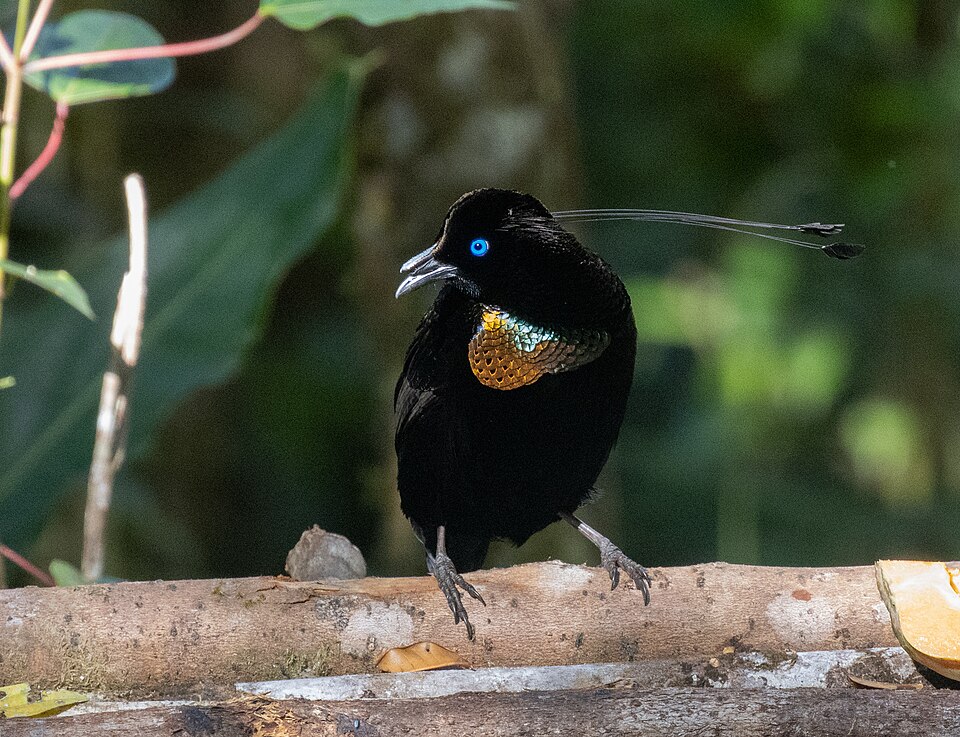 Lawes's Parotia
