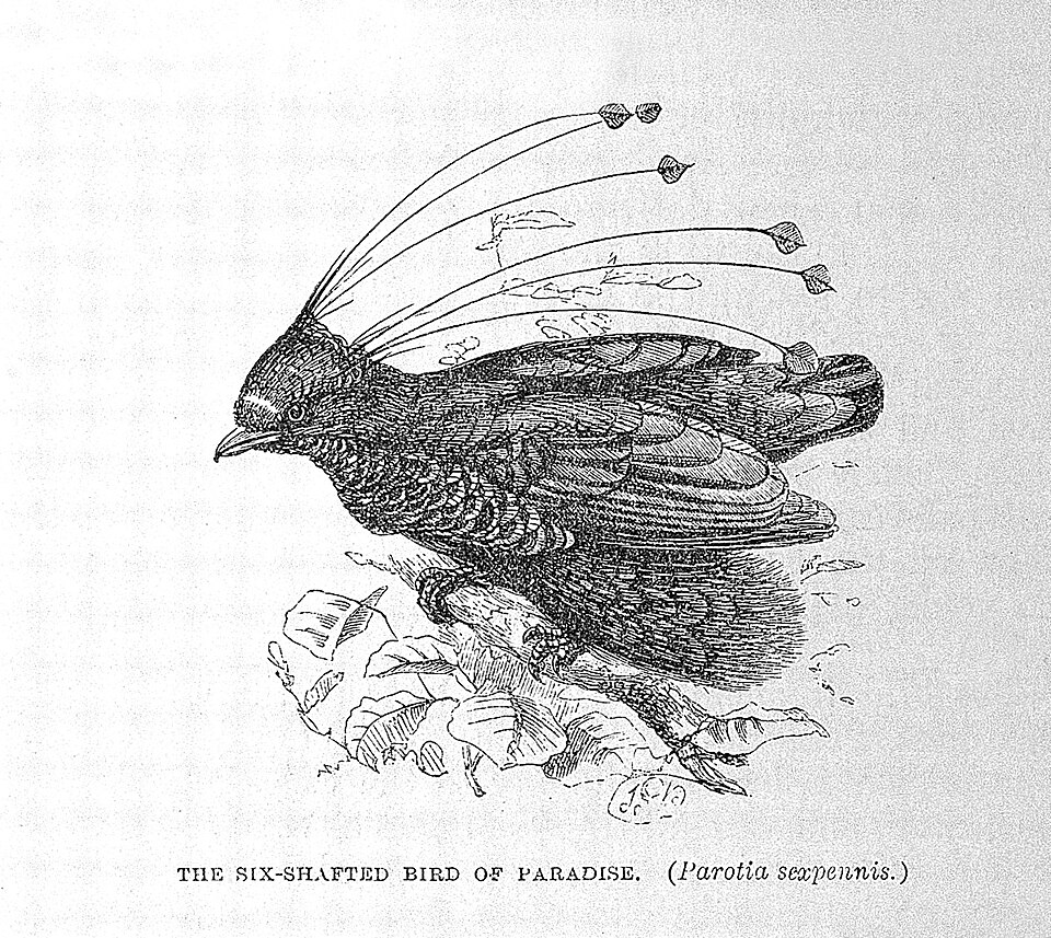 Western Parotia