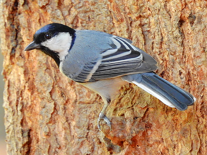 Japanese Tit