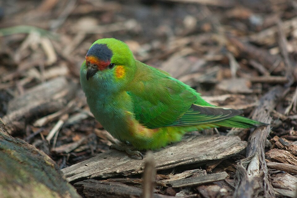 Purple-crowned Lorikeet
