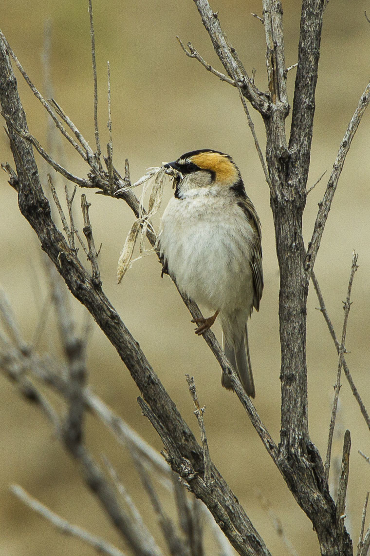 Saxaul Sparrow