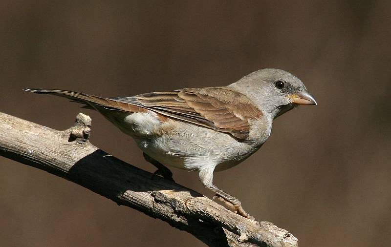 Southern Grey-headed Sparrow