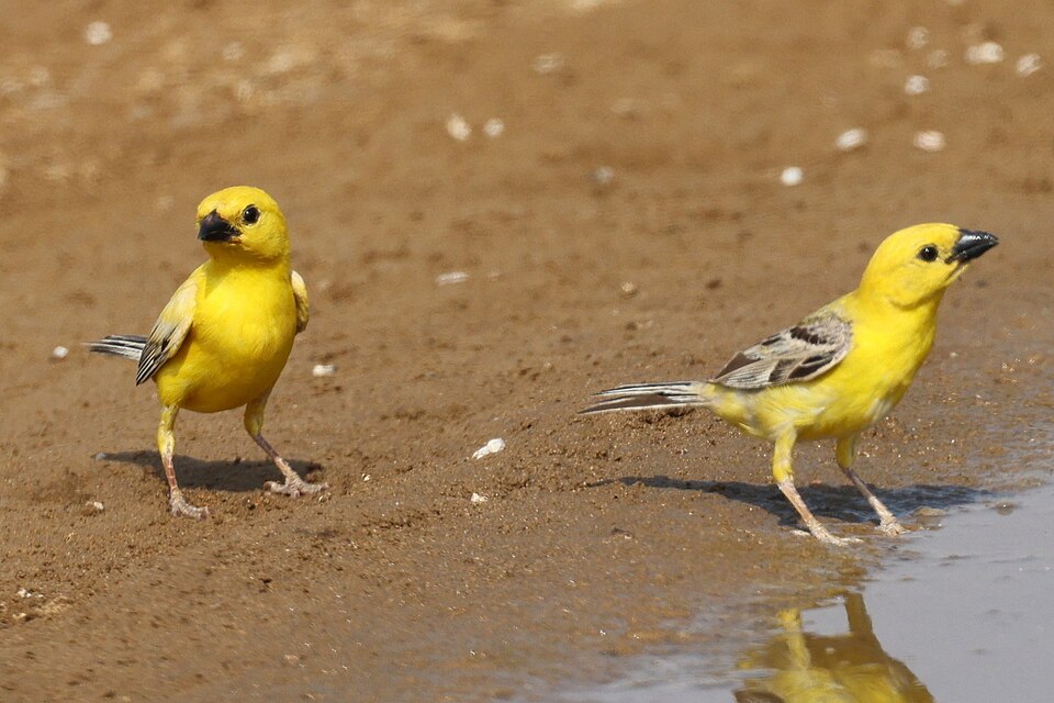 Arabian Golden Sparrow