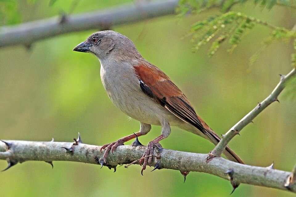 Northern Grey-headed Sparrow