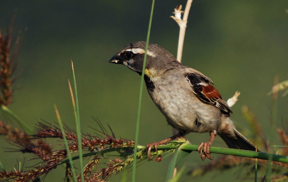Dead Sea Sparrow