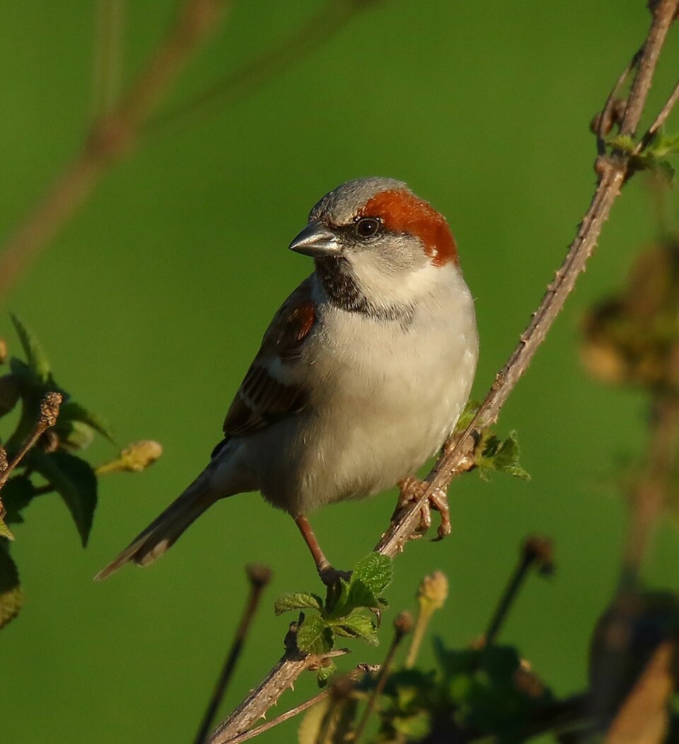 Sind Sparrow