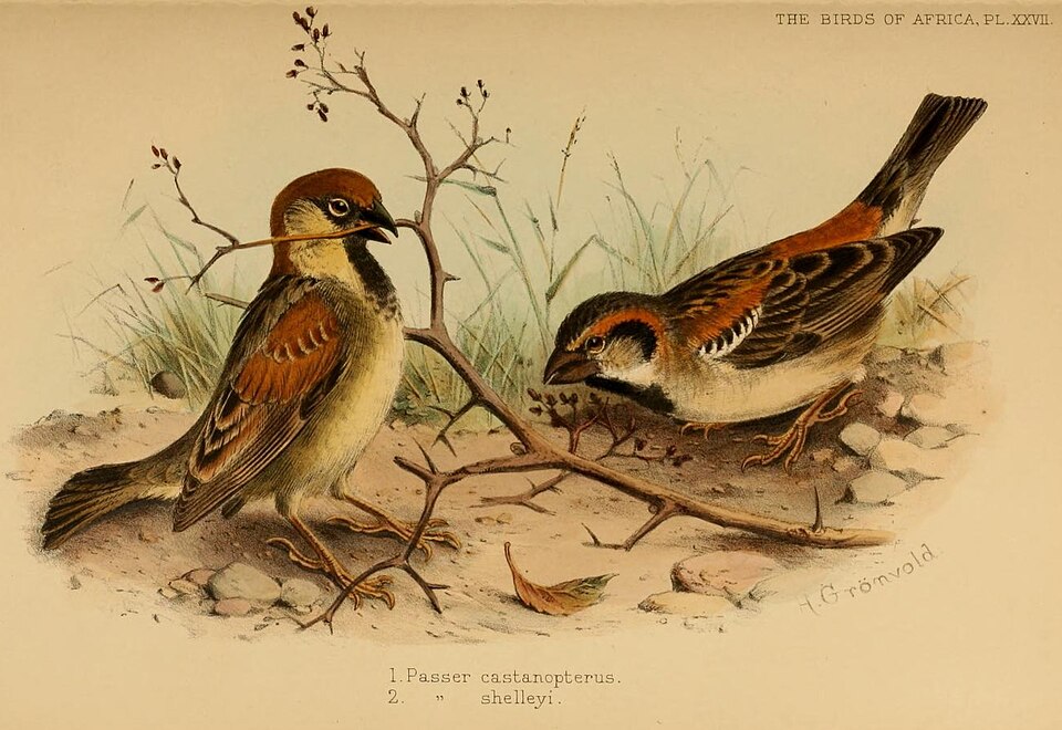 Shelley's Sparrow
