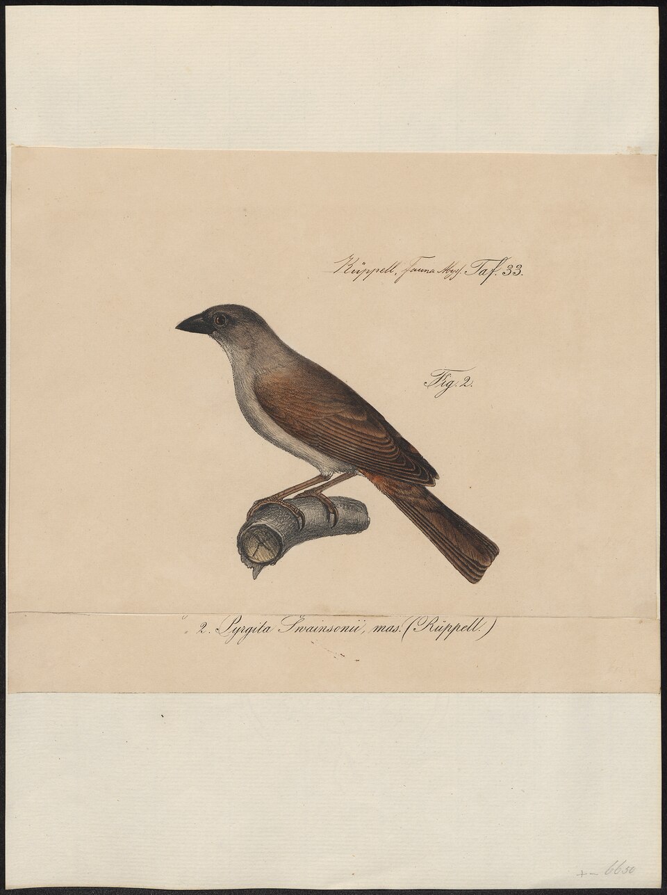 Swainson's Sparrow