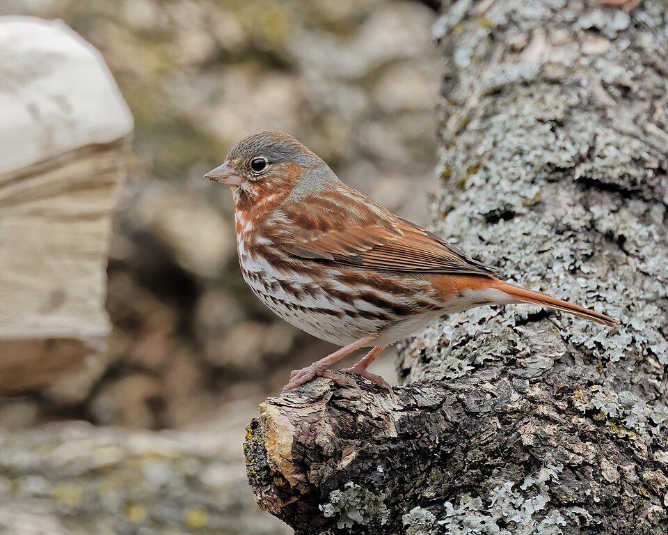 Red Fox Sparrow
