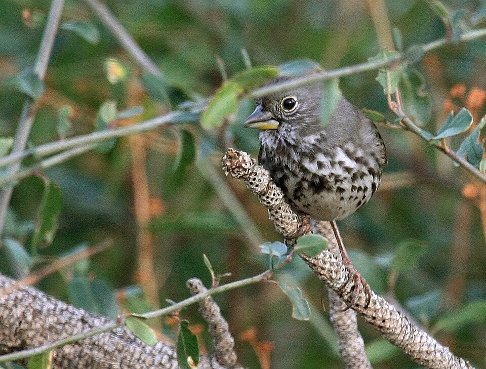 Thick-billed Fox Sparrow