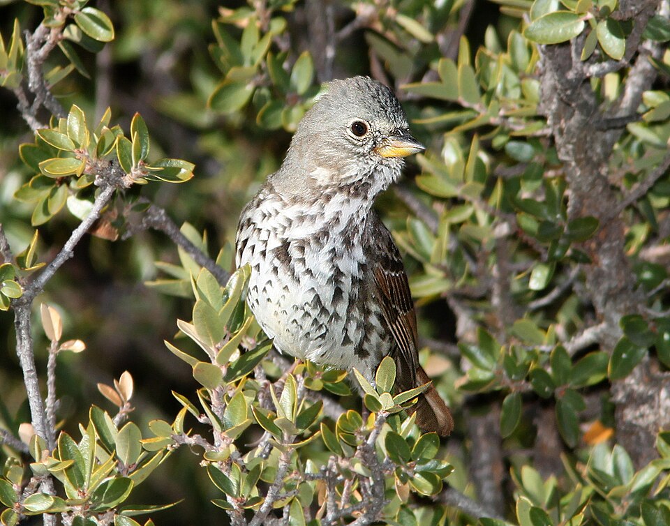 Slate-colored Fox Sparrow