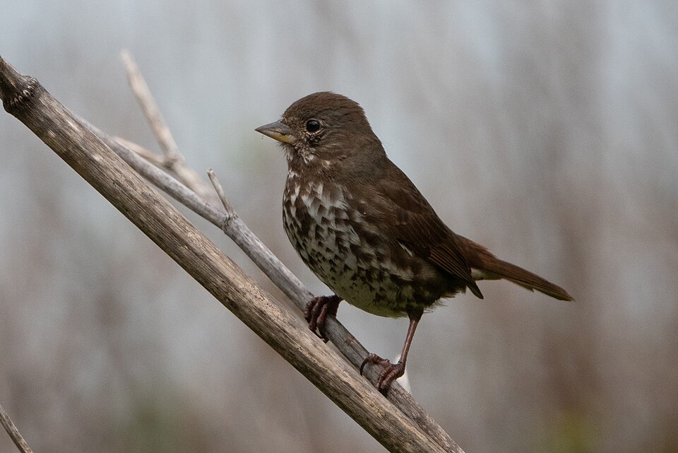 Sooty Fox Sparrow