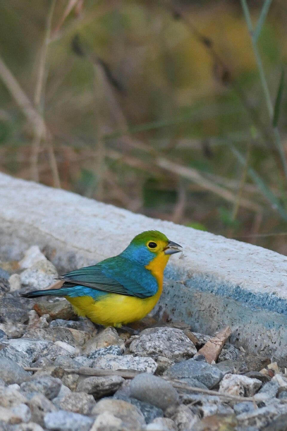 Orange-breasted Bunting
