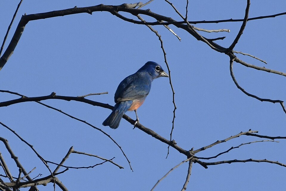 Rose-bellied Bunting