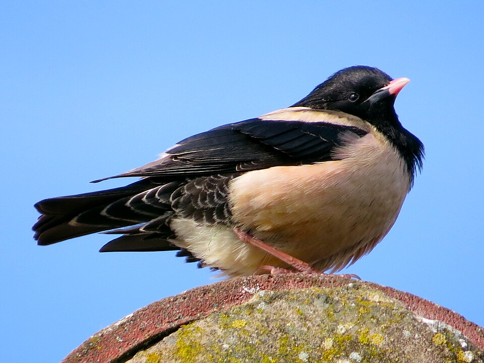 Rosy Starling