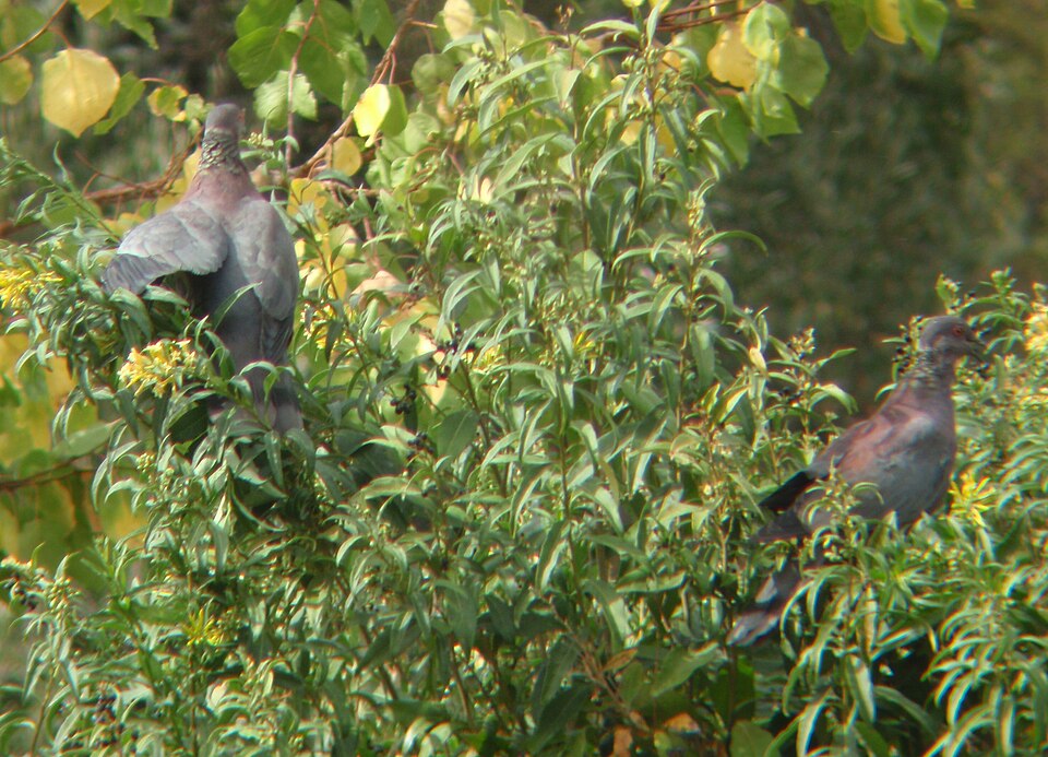 Chilean Pigeon
