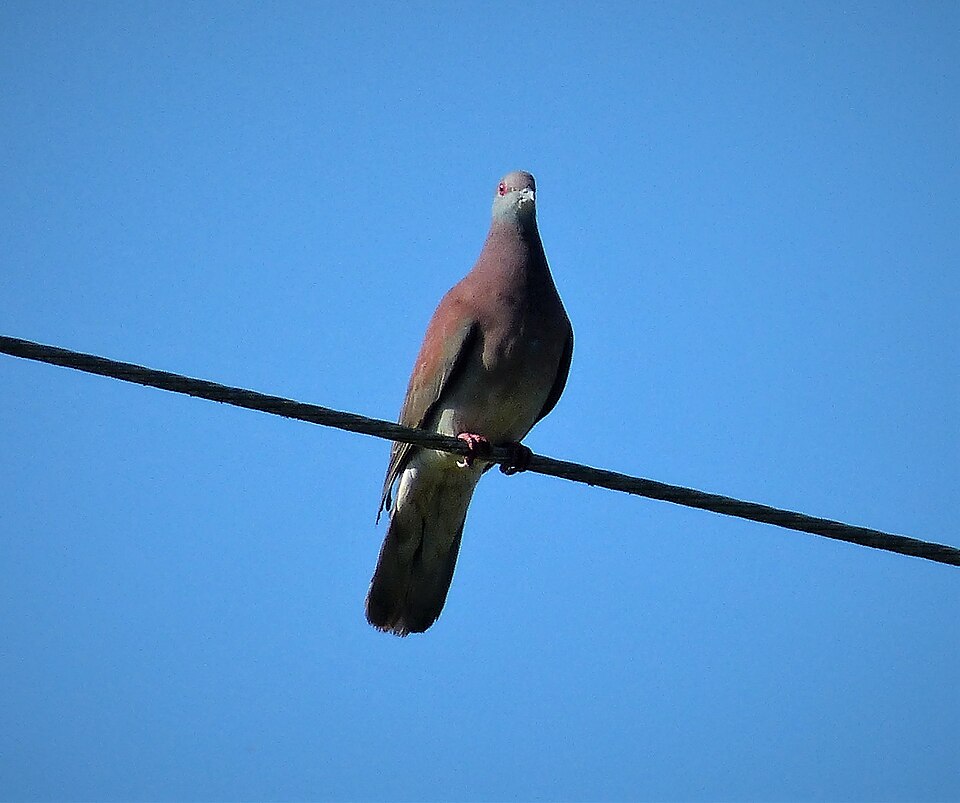 Pale-vented Pigeon