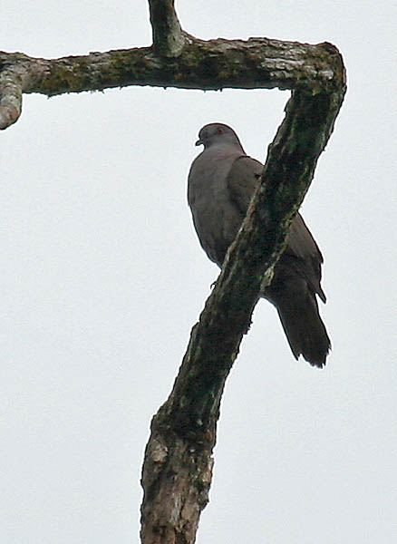 Dusky Pigeon