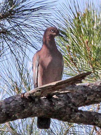 Plain Pigeon