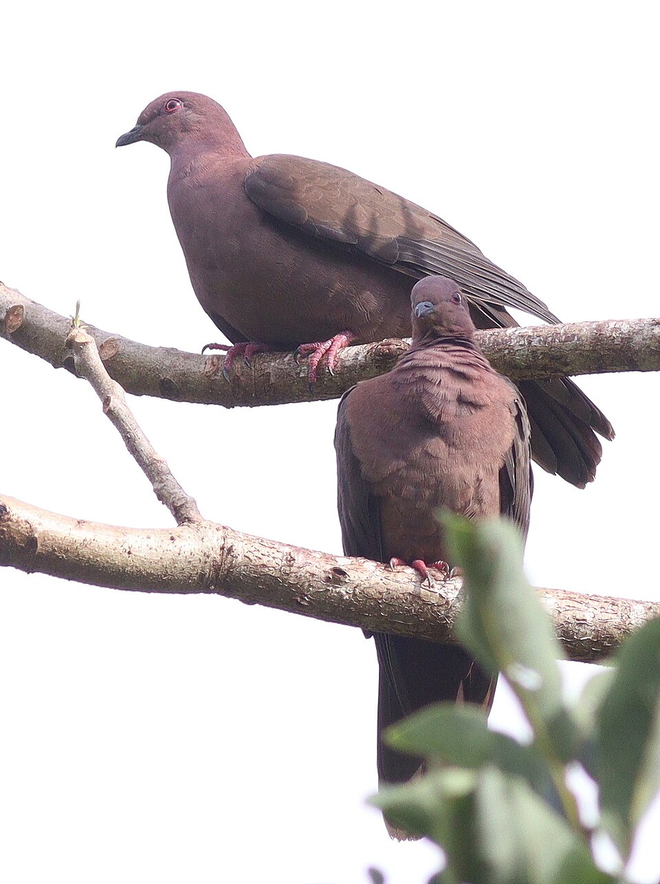 Short-billed Pigeon