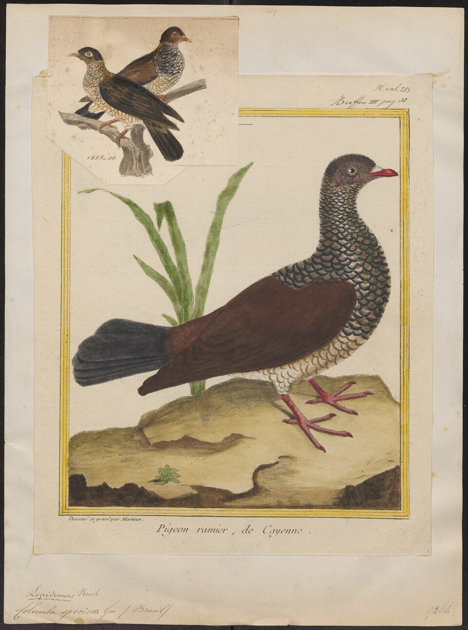 Scaled Pigeon