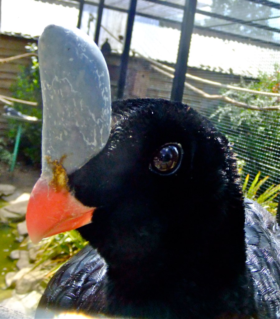 Horned Curassow