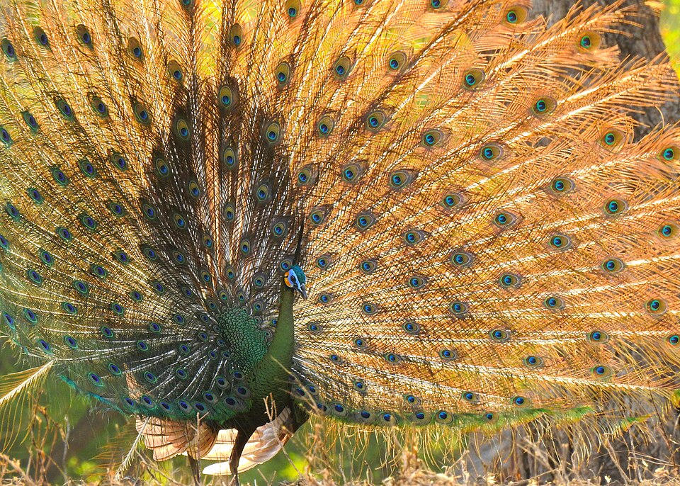 Green Peafowl