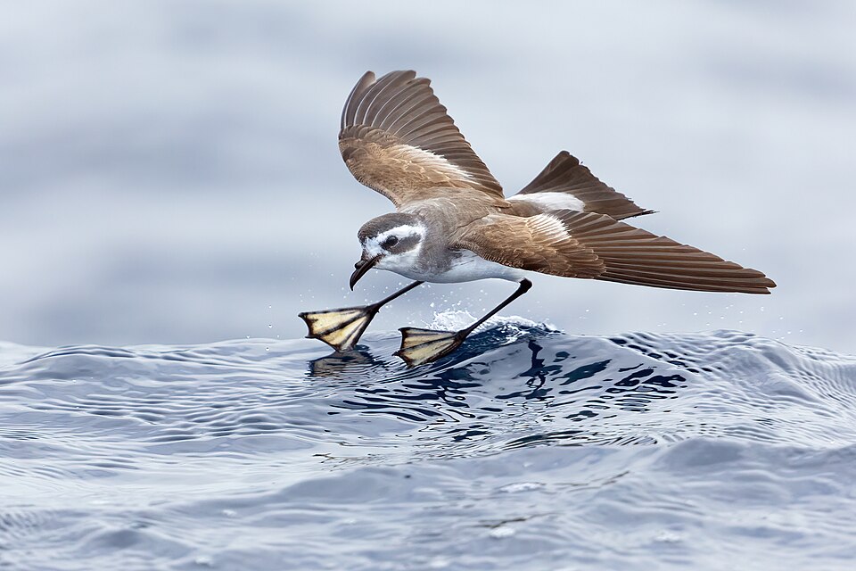 White-faced Storm Petrel