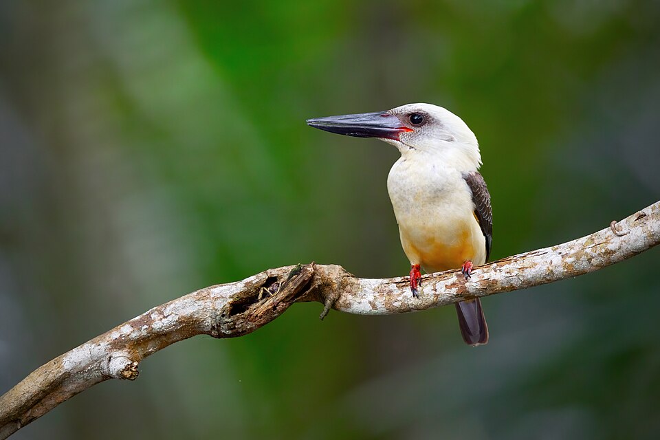 Great-billed Kingfisher