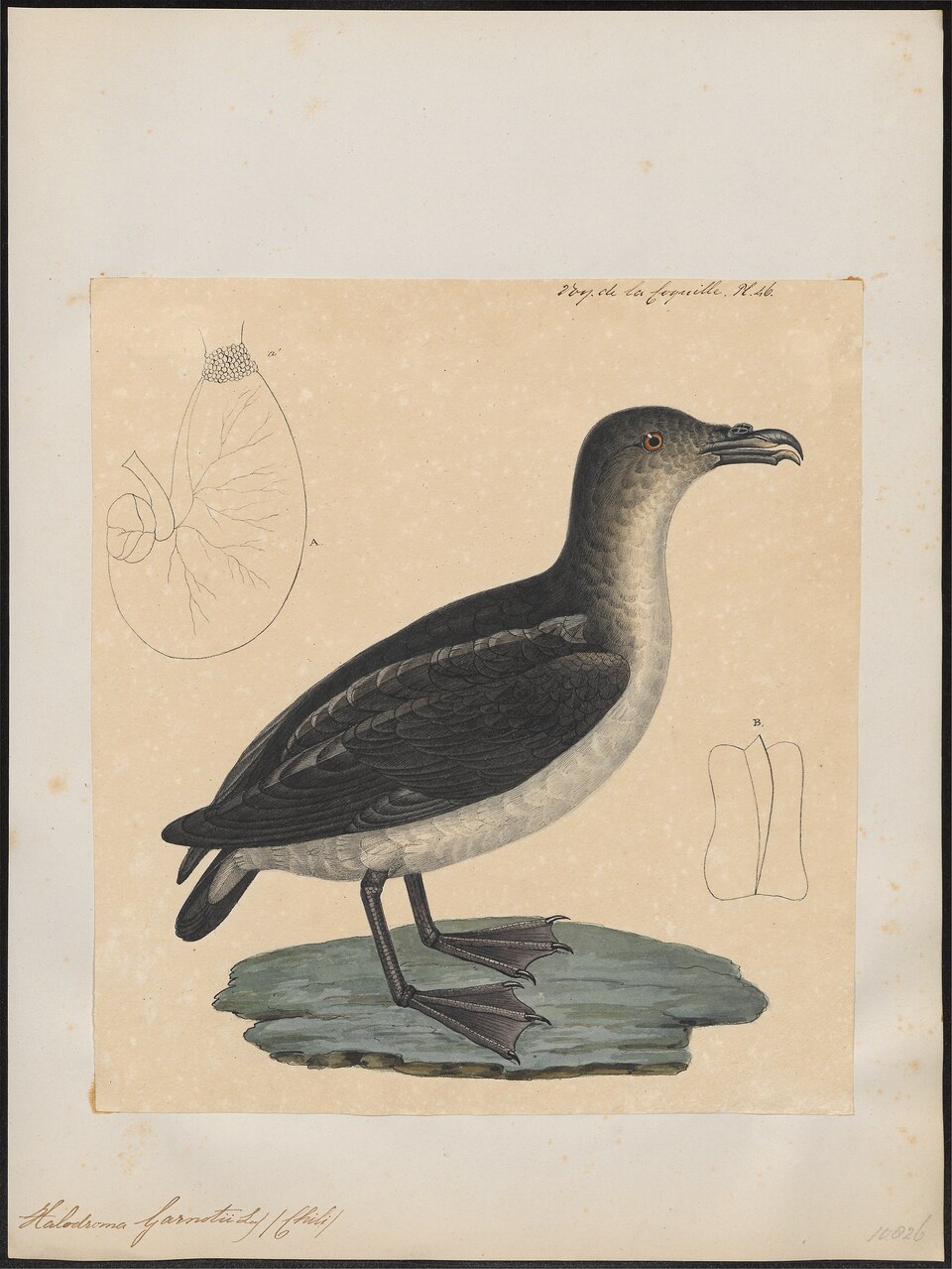 Peruvian Diving Petrel