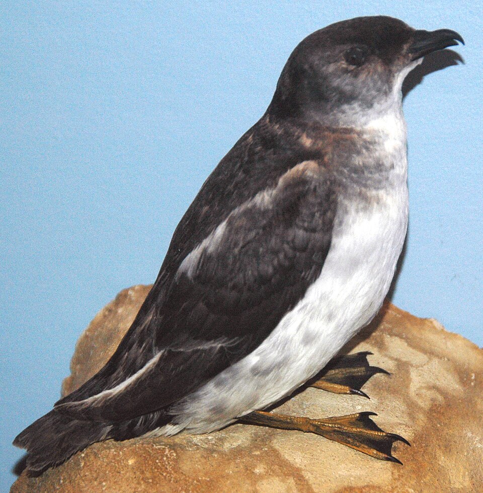 South Georgia Diving Petrel