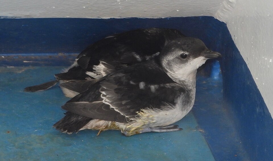 Magellanic Diving Petrel