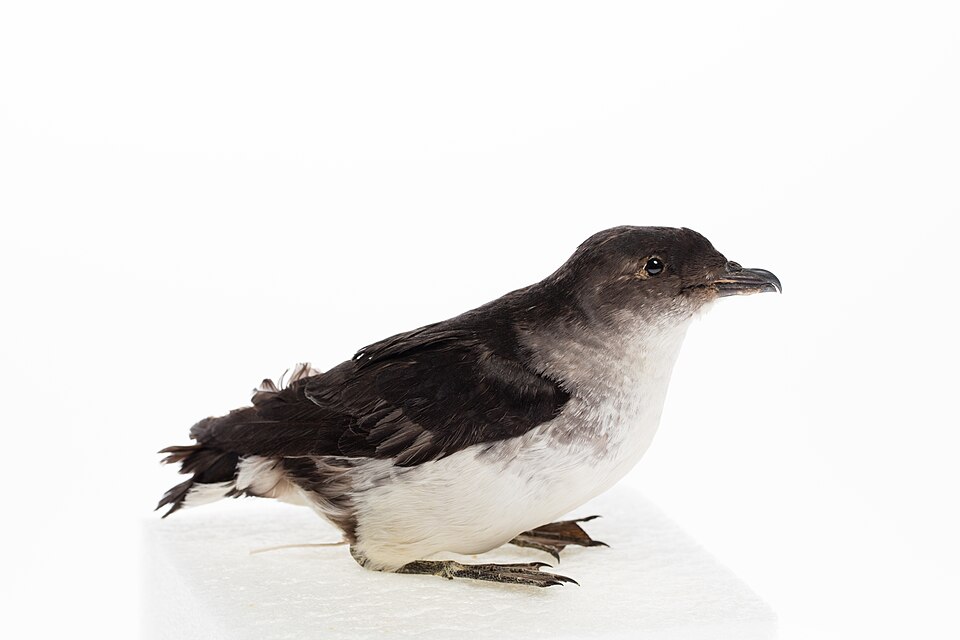 Common Diving Petrel