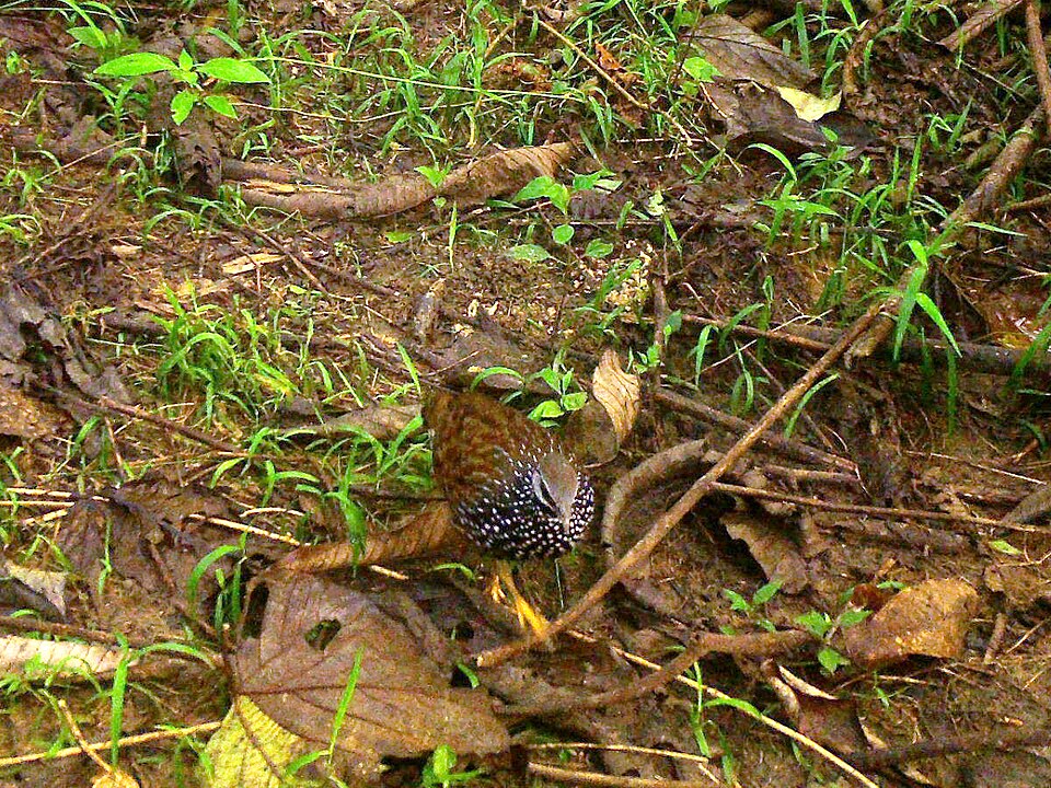 Latham's Francolin