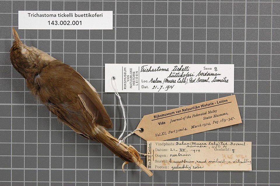 Sumatran Babbler