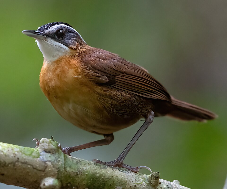 Bornean Black-capped Babbler