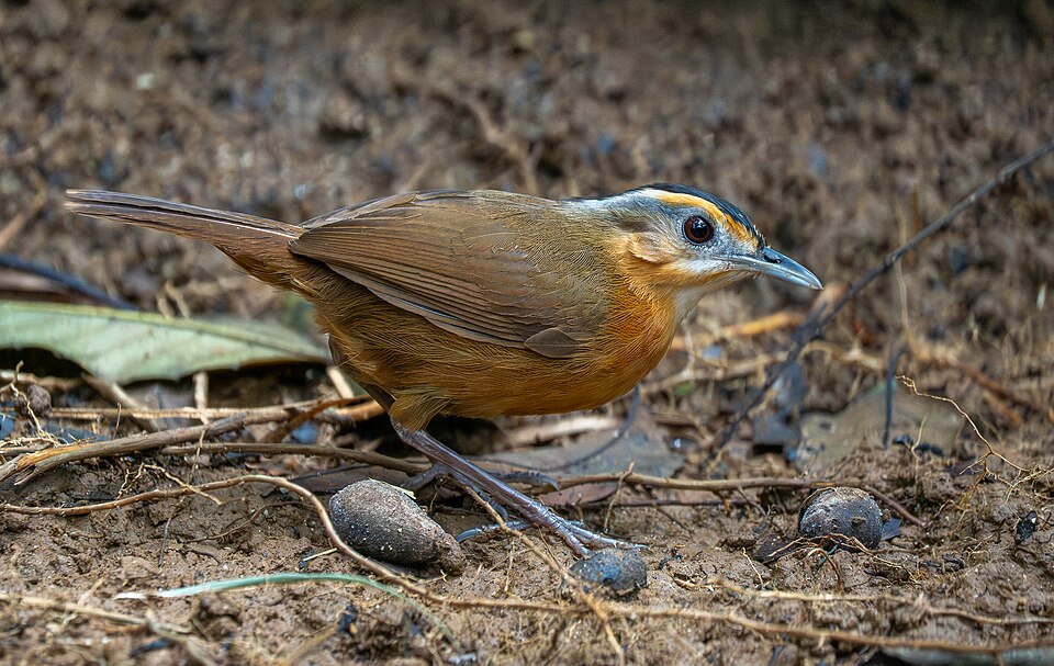 Javan Black-capped Babbler