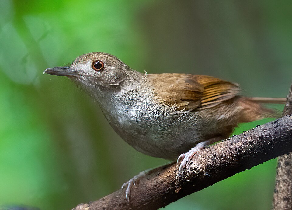 Sulawesi Babbler