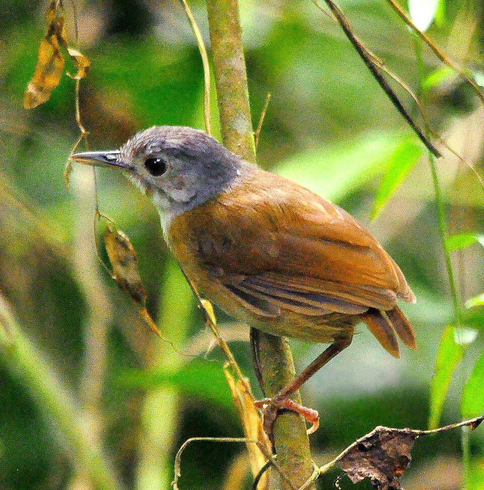Ashy-headed Babbler