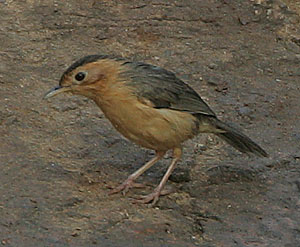 Brown-capped Babbler