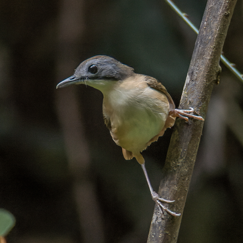 Short-tailed Babbler