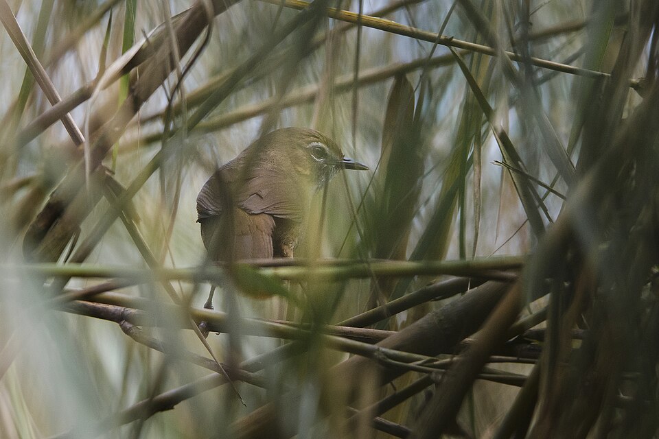 Marsh Babbler
