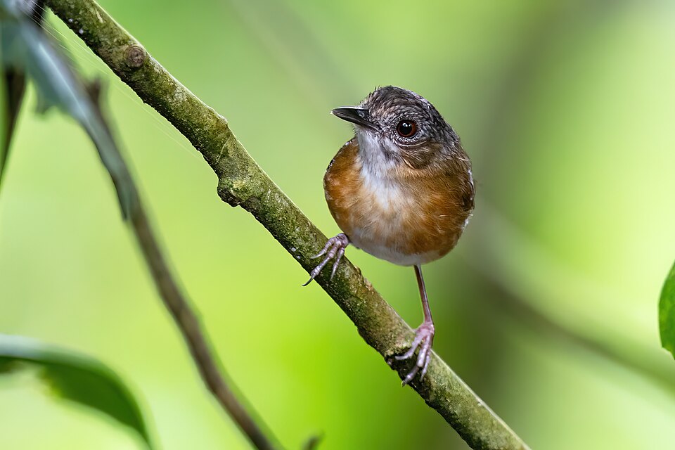 Temminck's Babbler